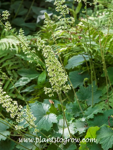 Autumn Bride Coralbells (Heuchera villosa)
Autumn Bride has rather large airy panicles of whitish flowers.